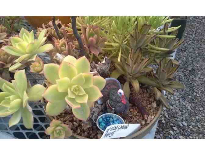 Moon-Sun Cactus & Koi: Succulent Dish $85 Gift Card
