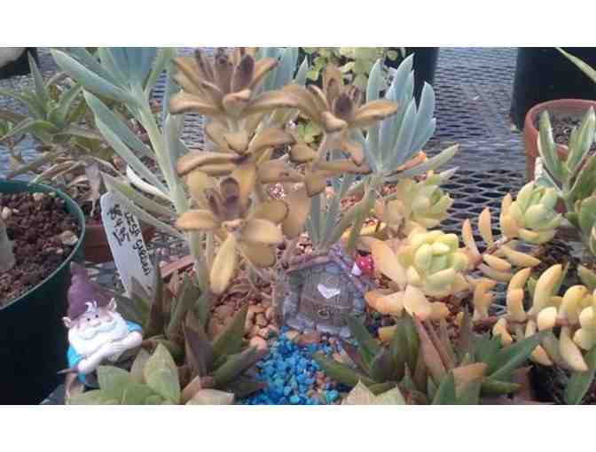 Moon-Sun Cactus & Koi: Succulent Dish $85 Gift Card