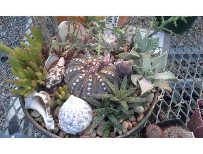 Moon-Sun Cactus & Koi: $110 Succulent Wreath Garden