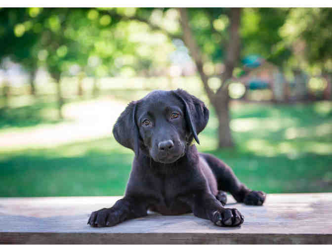 Bark Gallery:  Pet Photography Session - Photo 4