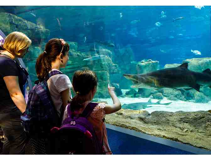 New England Aquarium: Two (2) Admission Passes