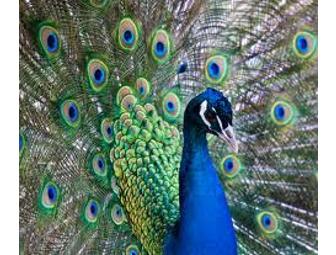Family of Four Pass to the Beardsley Zoo in Bridgeport, Conn.