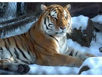 Family of Four Pass to the Beardsley Zoo in Bridgeport, Conn.