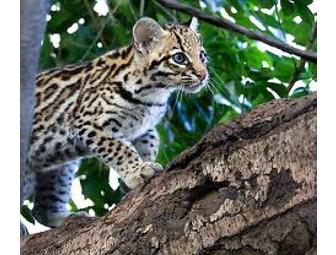 Family of Four Pass to the Beardsley Zoo in Bridgeport, Conn.