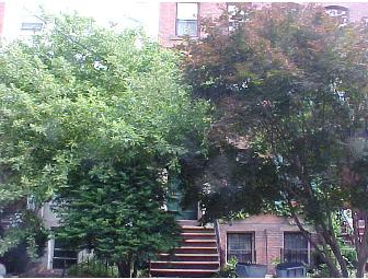 One Week Stay in Historic Wooster Square Townhouse on famous Court Street