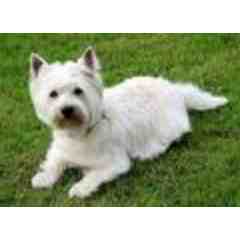 Dog Grooming Session with Cori McNerney-Sandy Hook