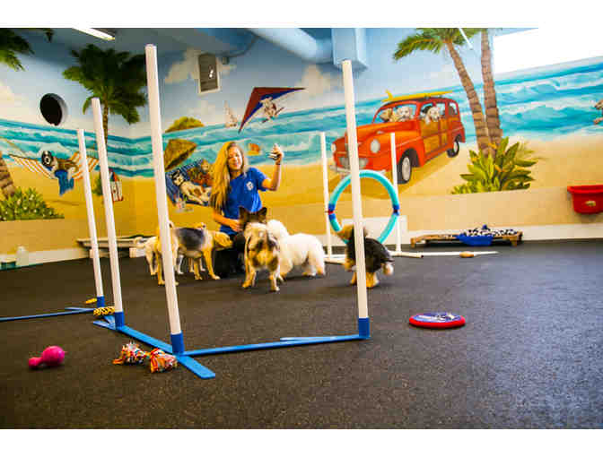 Doggie Daycare...And More