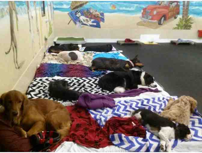 Doggie Daycare...And More