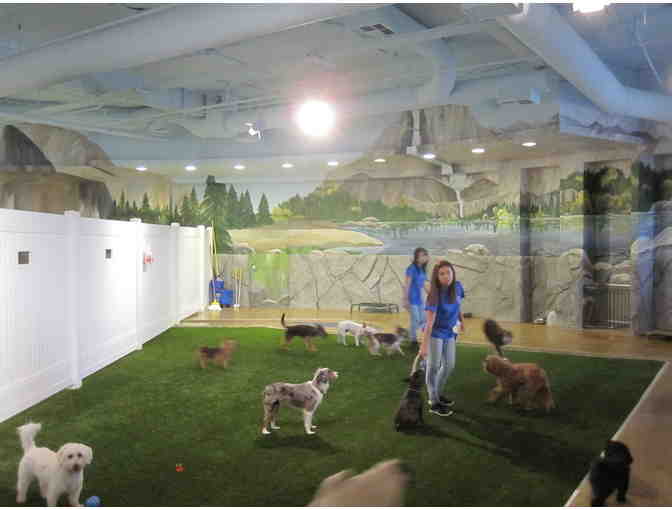 Doggie Daycare...And More