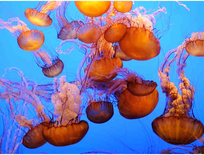 Learning is Fun Pack: Visit the ENC + Discovery Cube + Aquarium of the Pacific!