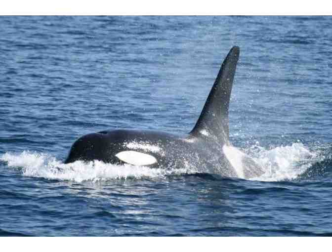 A Whale of a Time- Whale Watching and Harborside Dining