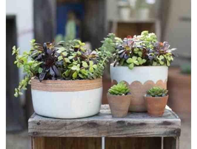 Molly Wood Garden Design Live Arrangement & Gift Card