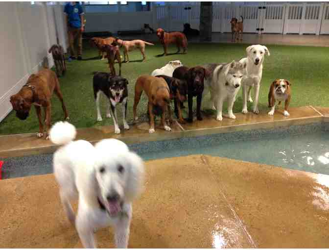 Doggie Daycare And More