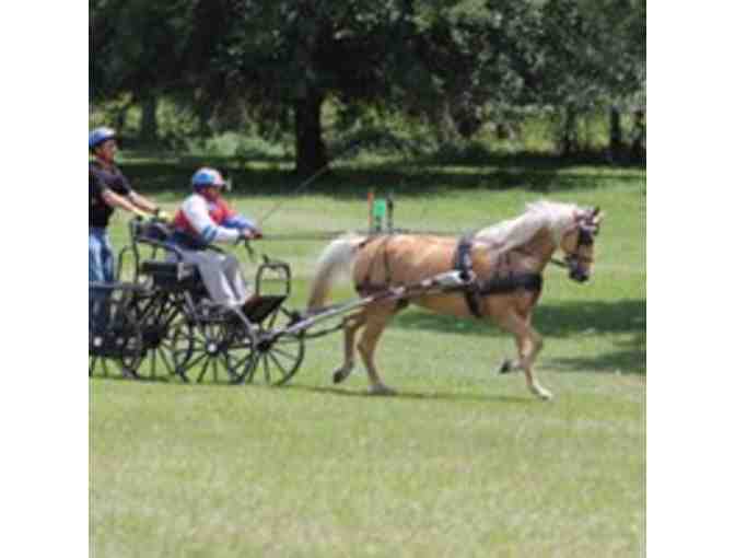 Private two-hour carriage driving lesson at the Carriage Barn, Kensington
