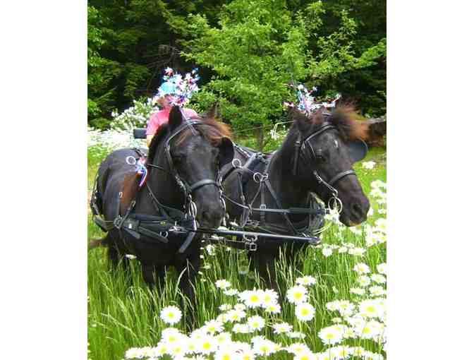 Four-lesson Package of Carriage Driving Lessons