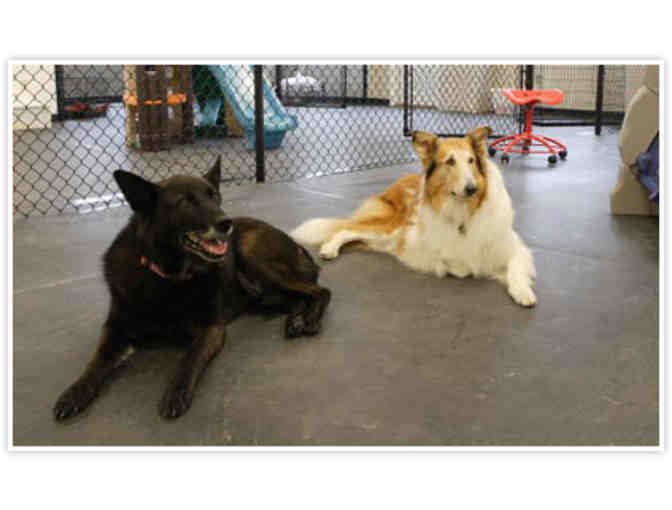 Play, Make Friends, Nap/North Shore Doggy Daycare