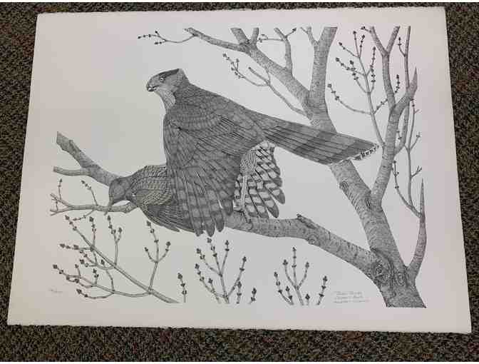 Cooper's Hawk, signed limited edition print by Pieter Prall - 1979