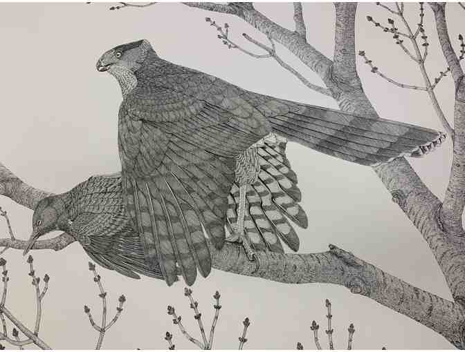 Cooper's Hawk, signed limited edition print by Pieter Prall - 1979