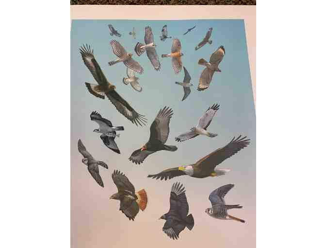 Cape May Hawkwatch -- Limited Edition, Signed Print by David Sibley