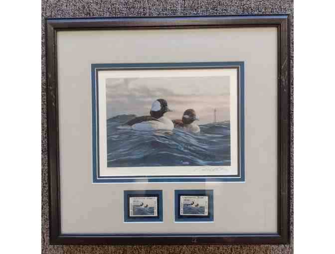Framed Federal Duck Stamp of Bufflehead 1993 - Photo 1