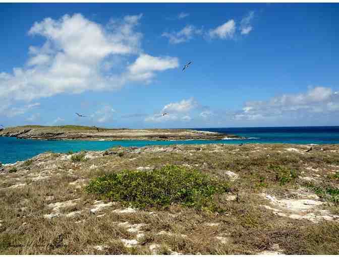 Seabird Safari with Nature Explorers in Anguilla BWI