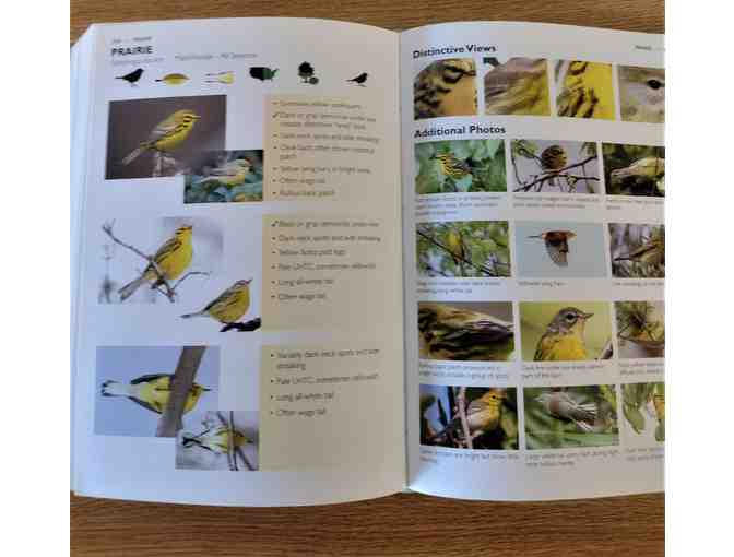 The Warbler Guide by Tom Stephenson and Scott Whittle