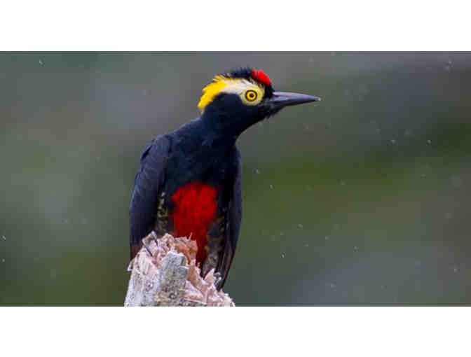 $500 Certificate for Icaro Colombia Birding Tour