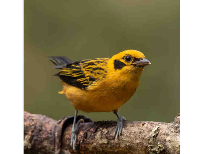 $500 Certificate for Icaro Colombia Birding Tour