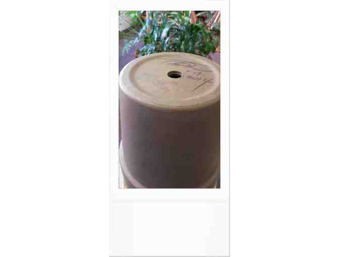 Tan Dun Autographed Flowerpot Instrument Collection 1