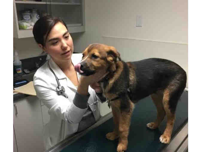 Arguello Pet Hospital Wellness Exam