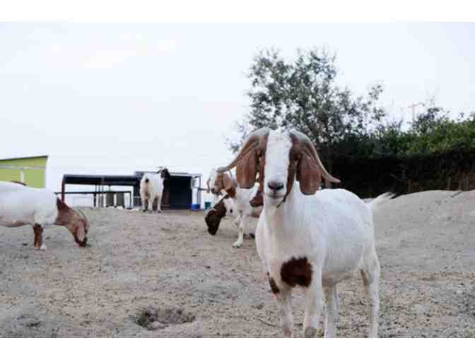 Goatlandia Animal Farm Sanctuary Tour for 6!