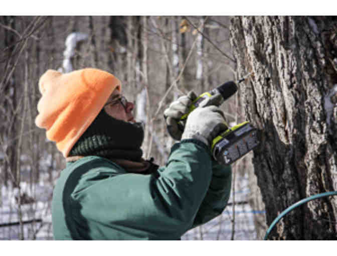 Maple Syruping Adventure in the MN North Woods with Sawtooth Mountain Maple Syrup Co.