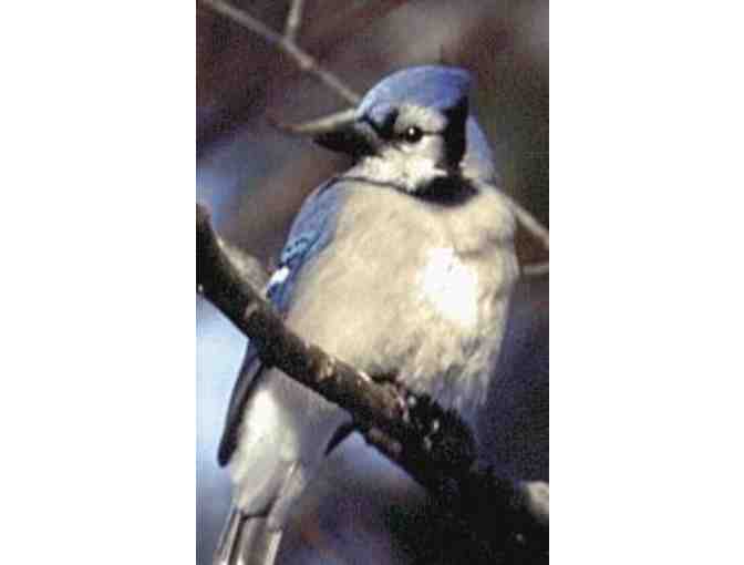 Springtime Bird Walk for 4 with Naturalist Ann Russ