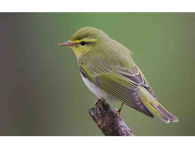 Springtime Bird Walk for 4 with Naturalist Ann Russ