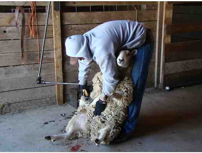 A Day on the Fleece Farm for Up to Four People in Oxford Township, MN