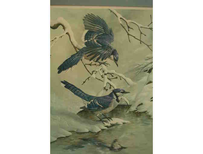 Print  of 'Blue Jays in Winter ' by Basil Ede