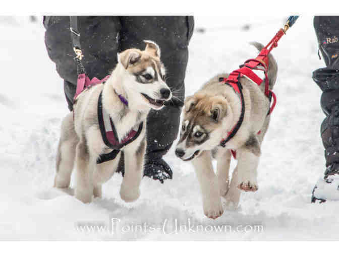 Dog Sledding Adventure for Two with Points Unknown