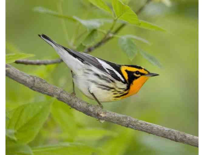 Guided Morning of Spring Birding with North House Instructor Ann Russ