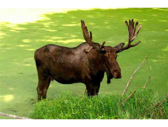 Two admission tickets to the Minnesota Zoo