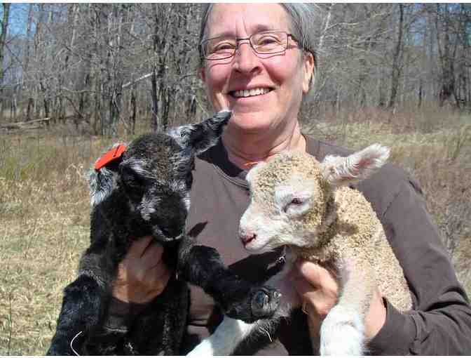 A Day on the Fleece Farm for Up to Four People in Oxford Township, MN