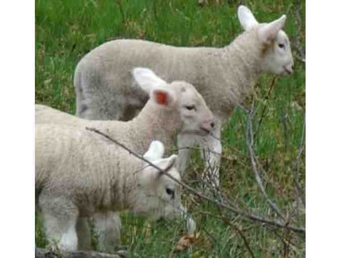 A Day on the Fleece Farm for Up to Four People in Oxford Township, MN