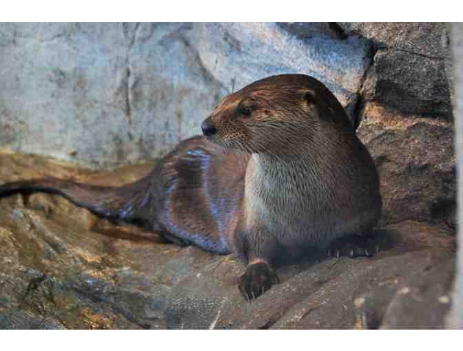 Four Tickets to the Great Lakes Aquarium in Duluth