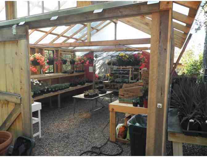 $50 Gift Certificate for The Blue Moose