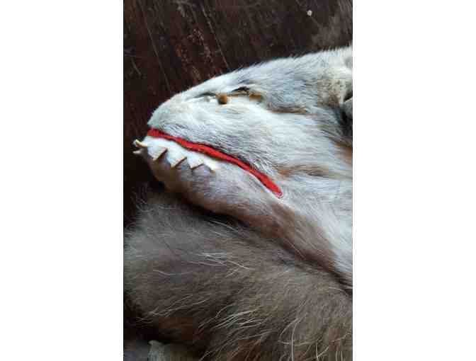 Grey Wolf, Beaver, and Sheepskin Mittens