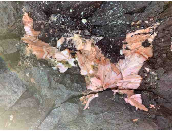 $100 Lodging from Thomsonite Beach Inn & Suites