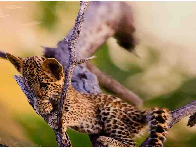 Baby Leopard Print - Photo 1