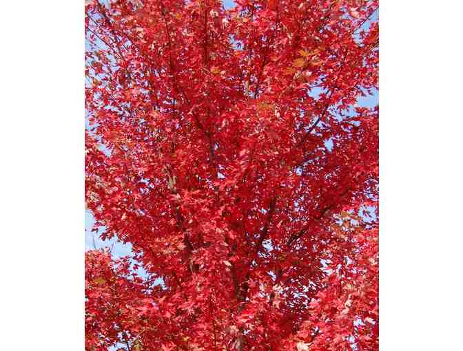 $50 Gift Card to Corliss Bros. Nursery & Garden Center