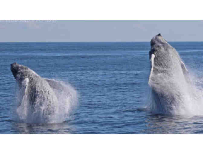 Four Tickets to 7 Seas Whale Watch