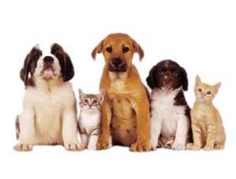 A Day With A Veterinarian: Super Silent