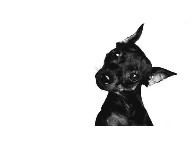 Classic Kids Weekday Pet Sitting for up to 2, plus 8x10 fine art print